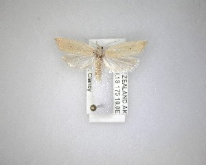 ( - NZAC04231437)  @11 [ ] No Rights Reserved (2020) Unspecified Landcare Research, New Zealand Arthropod Collection