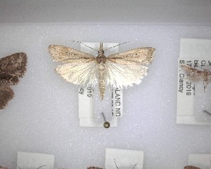  ( - NZAC04231456)  @11 [ ] No Rights Reserved (2020) Unspecified Landcare Research, New Zealand Arthropod Collection