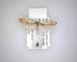 ( - NZAC04231467)  @11 [ ] No Rights Reserved (2020) Unspecified Landcare Research, New Zealand Arthropod Collection