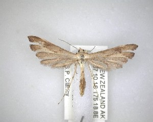  ( - NZAC04231471)  @11 [ ] No Rights Reserved (2020) Unspecified Landcare Research, New Zealand Arthropod Collection