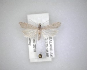  ( - NZAC04231476)  @11 [ ] No Rights Reserved (2020) Unspecified Landcare Research, New Zealand Arthropod Collection