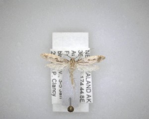  ( - NZAC04231487)  @11 [ ] No Rights Reserved (2020) Unspecified Landcare Research, New Zealand Arthropod Collection