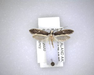  ( - NZAC04231494)  @11 [ ] No Rights Reserved (2020) Unspecified Landcare Research, New Zealand Arthropod Collection