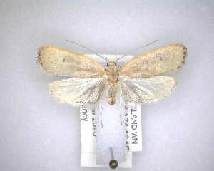  (Phaeosaces coarctatella - NZAC04231503)  @11 [ ] No Rights Reserved (2020) Unspecified Landcare Research, New Zealand Arthropod Collection