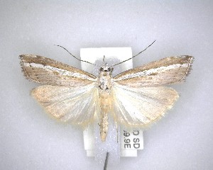  ( - NZAC04231508)  @11 [ ] No Rights Reserved (2020) Unspecified Landcare Research, New Zealand Arthropod Collection