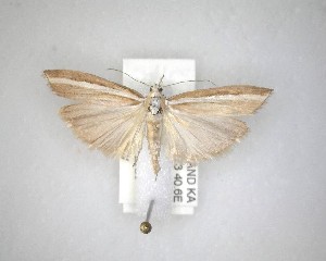  ( - NZAC04231521)  @11 [ ] No Rights Reserved (2020) Unspecified Landcare Research, New Zealand Arthropod Collection