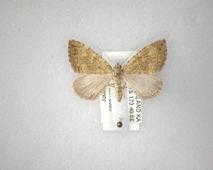  ( - NZAC04231523)  @11 [ ] No Rights Reserved (2020) Unspecified Landcare Research, New Zealand Arthropod Collection