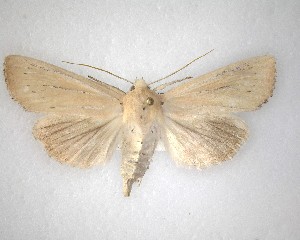  ( - NZAC04231524)  @11 [ ] No Rights Reserved (2020) Unspecified Landcare Research, New Zealand Arthropod Collection