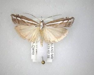  ( - NZAC04231532)  @11 [ ] No Rights Reserved (2020) Unspecified Landcare Research, New Zealand Arthropod Collection