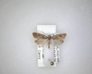  ( - NZAC04231533)  @11 [ ] No Rights Reserved (2020) Unspecified Landcare Research, New Zealand Arthropod Collection