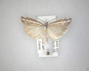  ( - NZAC04231541)  @11 [ ] No Rights Reserved (2020) Unspecified Landcare Research, New Zealand Arthropod Collection
