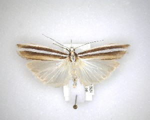  ( - NZAC04231591)  @11 [ ] No Rights Reserved (2020) Unspecified Landcare Research, New Zealand Arthropod Collection