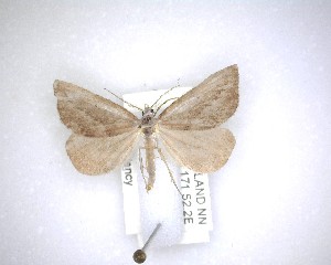  ( - NZAC04231595)  @11 [ ] No Rights Reserved (2020) Unspecified Landcare Research, New Zealand Arthropod Collection