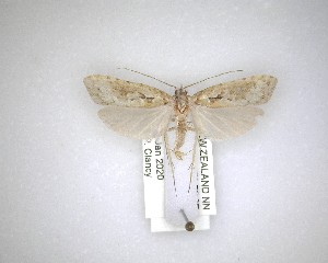  ( - NZAC04231596)  @11 [ ] No Rights Reserved (2020) Unspecified Landcare Research, New Zealand Arthropod Collection