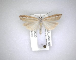 ( - NZAC04231597)  @11 [ ] No Rights Reserved (2020) Unspecified Landcare Research, New Zealand Arthropod Collection
