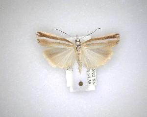  ( - NZAC04231600)  @11 [ ] No Rights Reserved (2020) Unspecified Landcare Research, New Zealand Arthropod Collection