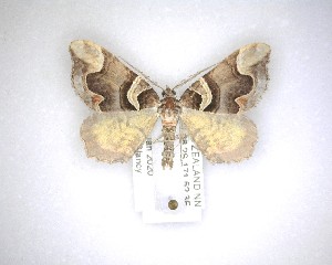  ( - NZAC04231604)  @11 [ ] No Rights Reserved (2020) Unspecified Landcare Research, New Zealand Arthropod Collection
