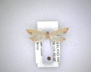  ( - NZAC04231626)  @11 [ ] No Rights Reserved (2020) Unspecified Landcare Research, New Zealand Arthropod Collection