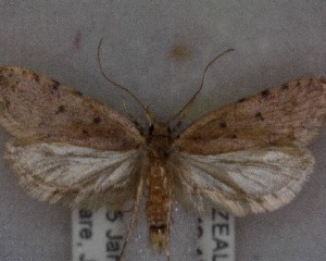  (Gymnobathra primaria - NZAC04239088)  @11 [ ] No Rights Reserved (2025) Unspecified Landcare Research, New Zealand Arthropod Collection