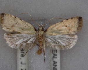  ( - NZAC04239136)  @11 [ ] No Rights Reserved (2025) Unspecified Landcare Research, New Zealand Arthropod Collection