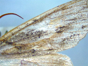  (Declana lupa - NZAC04251668)  @11 [ ] No Rights Reserved (2025) Unspecified Landcare Research, New Zealand Arthropod Collection