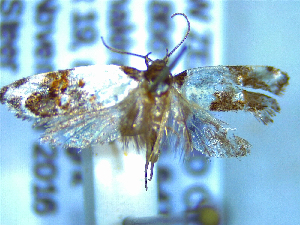  (Trachypepla leucoplanetis - NZAC04258048)  @11 [ ] No Rights Reserved (2025) Unspecified Landcare Research, New Zealand Arthropod Collection
