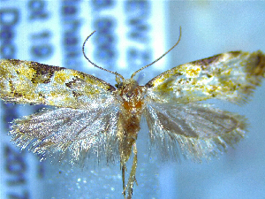  (Trachypepla protochlora - NZAC04258049)  @11 [ ] No Rights Reserved (2025) Unspecified Landcare Research, New Zealand Arthropod Collection