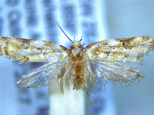  ( - NZAC04258050)  @11 [ ] No Rights Reserved (2025) Unspecified Landcare Research, New Zealand Arthropod Collection