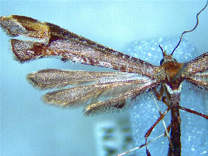  (Platyptilia falcatalis - NZAC04258054)  @11 [ ] No Rights Reserved (2025) Unspecified Landcare Research, New Zealand Arthropod Collection