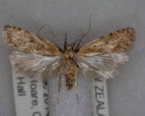  (Gymnobathra calliploca - NZAC04258056)  @11 [ ] No Rights Reserved (2025) Unspecified Landcare Research, New Zealand Arthropod Collection