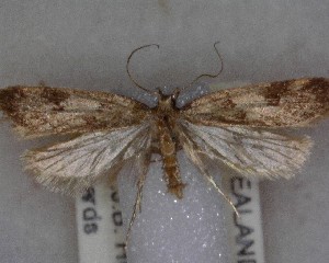  (Gymnobathra cenchrias - NZAC04258057)  @11 [ ] No Rights Reserved (2025) Unspecified Landcare Research, New Zealand Arthropod Collection