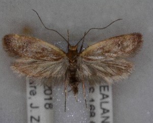 (Gymnobathra parca - NZAC04258058)  @11 [ ] No Rights Reserved (2025) Unspecified Landcare Research, New Zealand Arthropod Collection