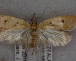  (Gymnobathra sarcoxantha - NZAC04258060)  @11 [ ] No Rights Reserved (2025) Unspecified Landcare Research, New Zealand Arthropod Collection