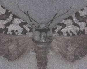  ( - NZAC04258090)  @11 [ ] No Rights Reserved (2025) Unspecified Landcare Research, New Zealand Arthropod Collection