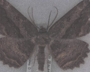  (Gellonia pannularia - NZAC04258091)  @11 [ ] No Rights Reserved (2025) Unspecified Landcare Research, New Zealand Arthropod Collection
