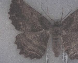  ( - NZAC04258092)  @11 [ ] No Rights Reserved (2025) Unspecified Landcare Research, New Zealand Arthropod Collection