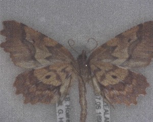  (Ischalis - NZAC04258093)  @11 [ ] No Rights Reserved (2025) Unspecified Landcare Research, New Zealand Arthropod Collection