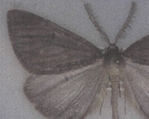  (Pseudocoremia berylia - NZAC04258407)  @11 [ ] No Rights Reserved (2025) Unspecified Landcare Research, New Zealand Arthropod Collection