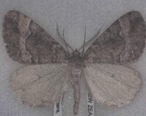  (Pseudocoremia colpogramma - NZAC04258408)  @11 [ ] No Rights Reserved (2025) Unspecified Landcare Research, New Zealand Arthropod Collection