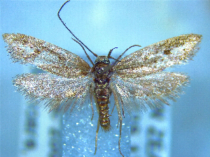  ( - NZAC04283376)  @11 [ ] No Rights Reserved (2025) Unspecified Landcare Research, New Zealand Arthropod Collection