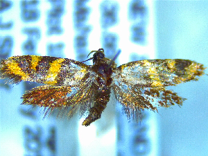  ( - NZAC04283380)  @11 [ ] No Rights Reserved (2025) Unspecified Landcare Research, New Zealand Arthropod Collection