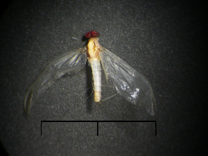  (Arachnocolus - NZMAY023)  @13 [ ] Copyright (2012) University of Waikato University of Waikato