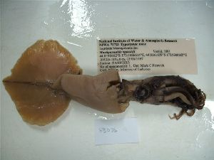  (Mastigoteuthis - HB035)  @11 [ ] Unspecified (default): All Rights Reserved  Unspecified Unspecified