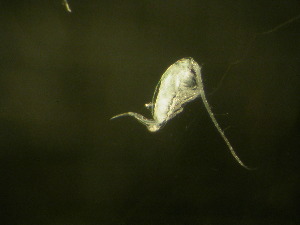  ( - NZPL231)  @11 [ ] Copyright (2010) Ian Hogg Department of Biological Sciences, University of Waikato