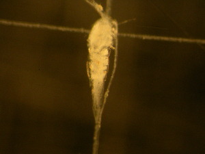  ( - NZPL246)  @11 [ ] Copyright (2010) Ian Hogg Department of Biological Sciences, University of Waikato