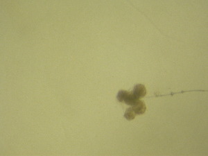  ( - NZPL327)  @11 [ ] Copyright (2010) Ian Hogg Department of Biological Sciences, University of Waikato
