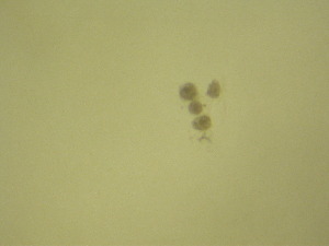  ( - NZPL328)  @11 [ ] Copyright (2010) Ian Hogg Department of Biological Sciences, University of Waikato