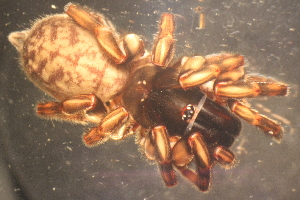  (Pycnothelidae - NZSPI147)  @13 [ ] Copyright (2013) University  of Waikato University of Waikato