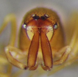  (Zearchaea - NZSPI1174)  @11 [ ] Copyright (2016) University  of Waikato University of Waikato