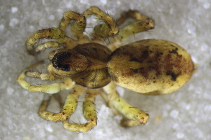  ( - NZSPI1196)  @11 [ ] Copyright (2017) University  of Waikato University of Waikato